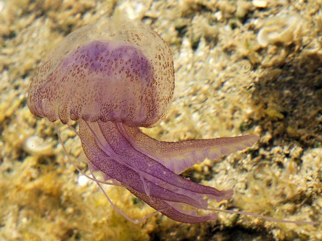Pelagia noctiluca Hans Hillewaert