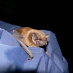 Rondul de noapte: întâlnire cu liliecii din Ciric 4 9a982b1e 835b 4840 8e74 fa1ae8ccc192