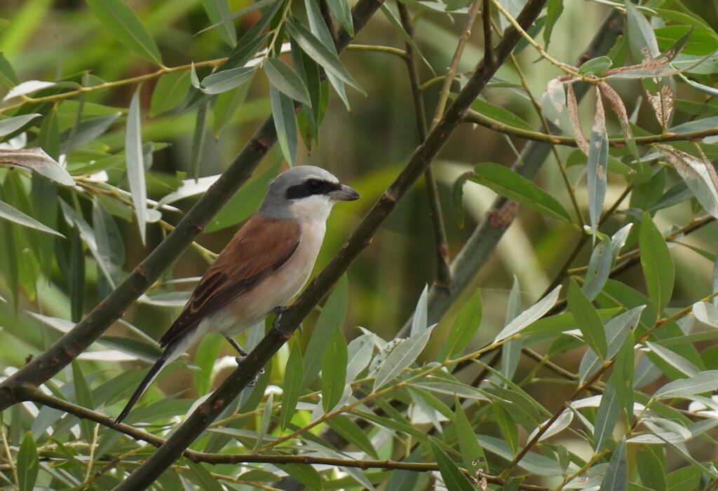 Pe aripile toamnei: farmecul migrației în lunca Dâmboviței de la vărsarea în Lacul Morii 1 sfrancioc rosiatic