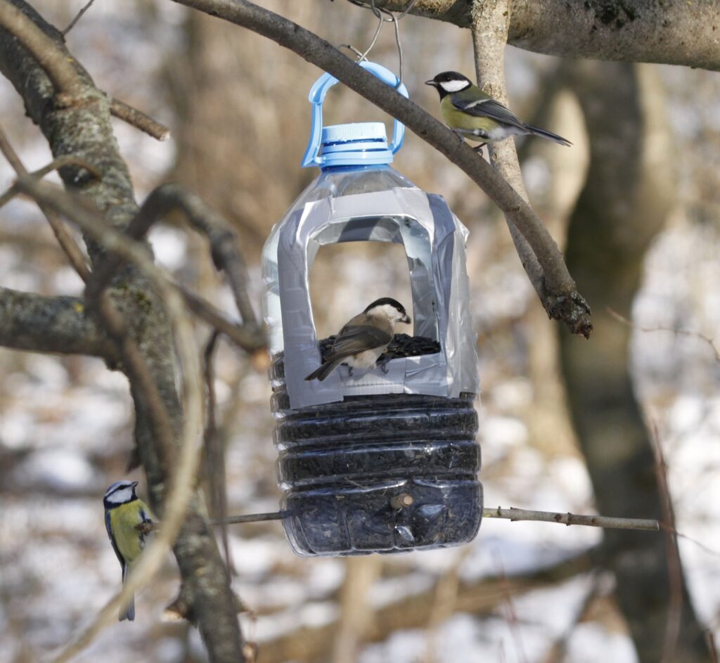 Alimentăm hrănitorile pentru păsări din Pădurea Ciric 1 616816685 122202505136332718 7406587721711836626 n