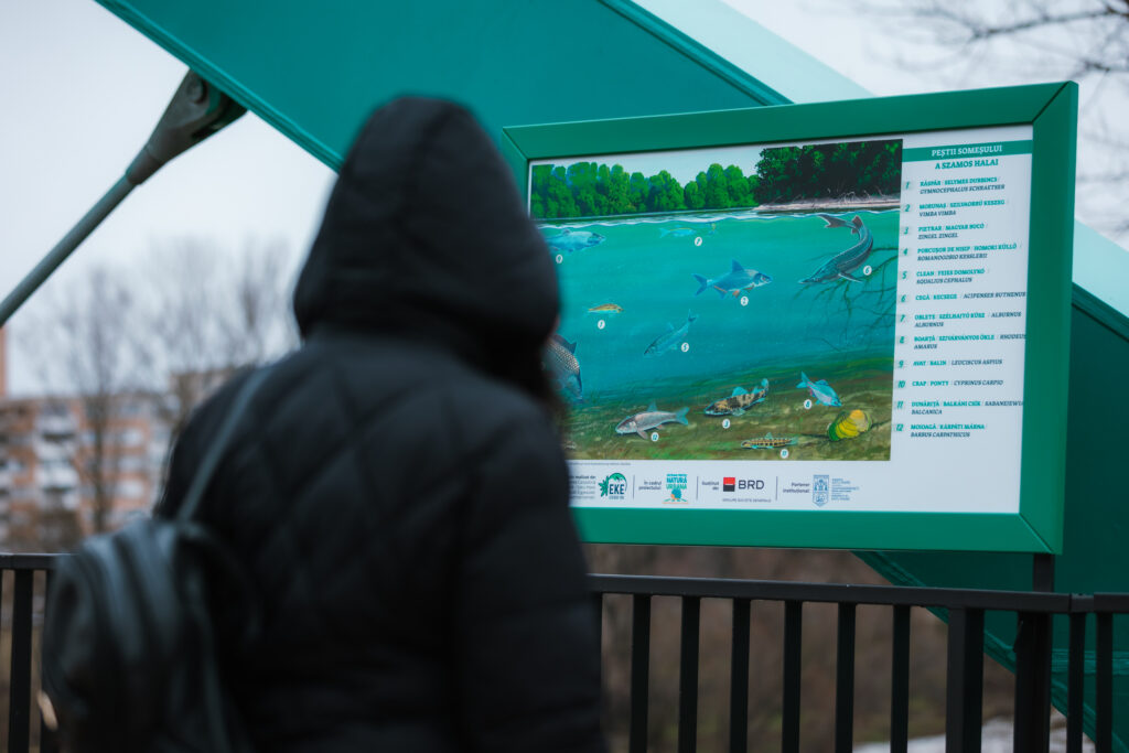 Sătmărenii care traversează Podul Prieteniei pot afla informații despre natura urbană a orașului 7 KZS 5706 1