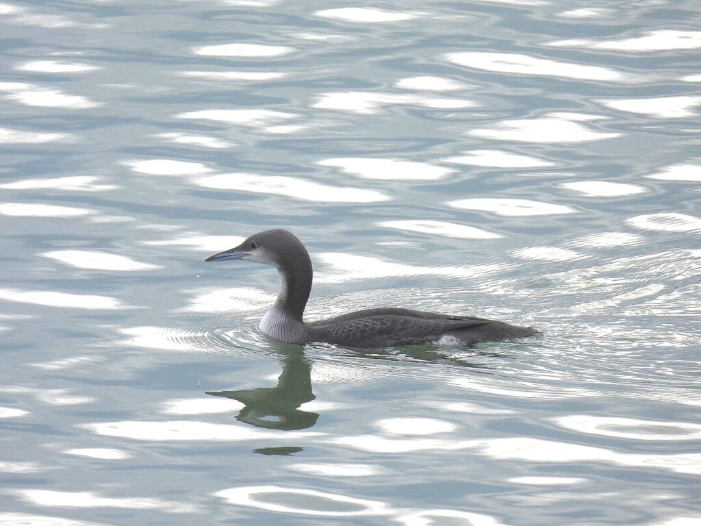 VIP-uri de la Polul Nord pe Lacul Morii 1 WhatsApp Image 2026 01 27 at 13.40.45