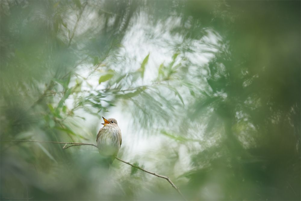 La 15 ani, Matei Mărăcineanu a câștigat premiul Young Travel Photographer of the Year. Fotografiie au fost făcute la vărsarea Dâmboviței în Lacul Morii 3 image00001