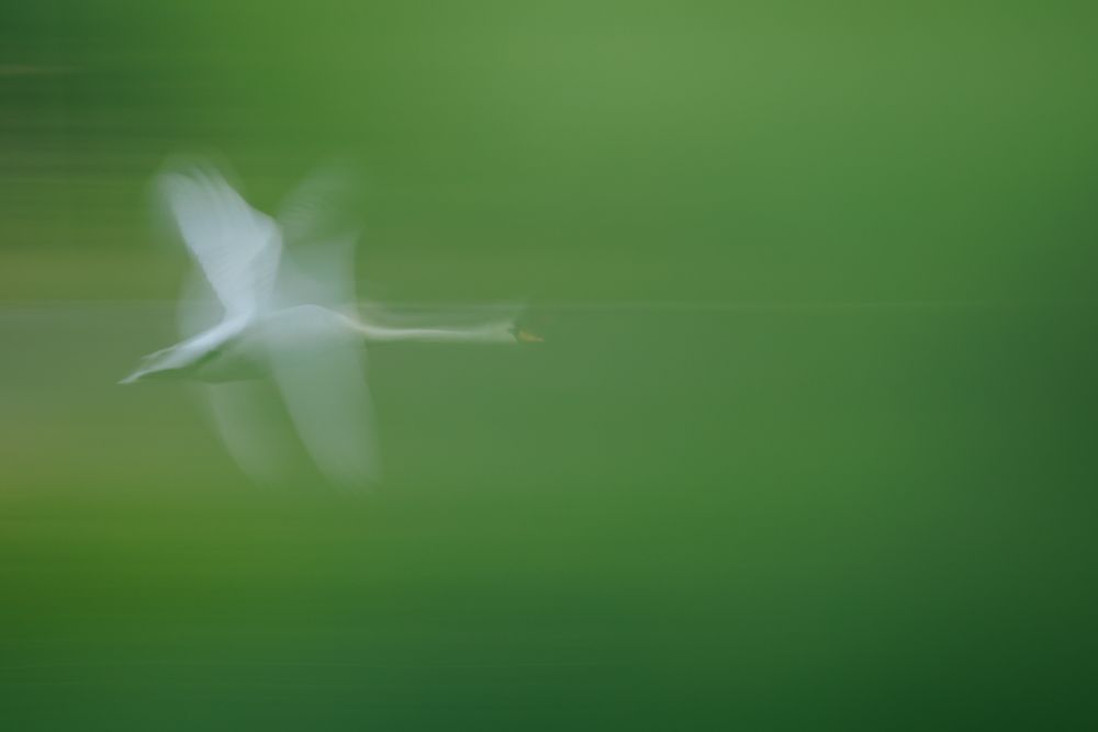 La 15 ani, Matei Mărăcineanu a câștigat premiul Young Travel Photographer of the Year. Fotografiie au fost făcute la vărsarea Dâmboviței în Lacul Morii 5 image00002
