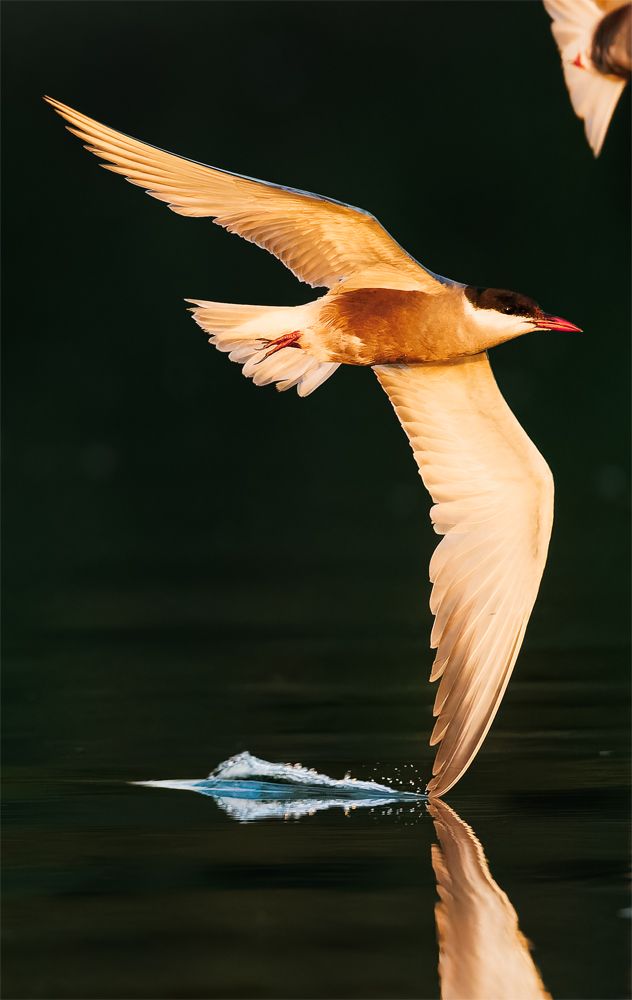 La 15 ani, Matei Mărăcineanu a câștigat premiul Young Travel Photographer of the Year. Fotografiie au fost făcute la vărsarea Dâmboviței în Lacul Morii 2 image00003 1