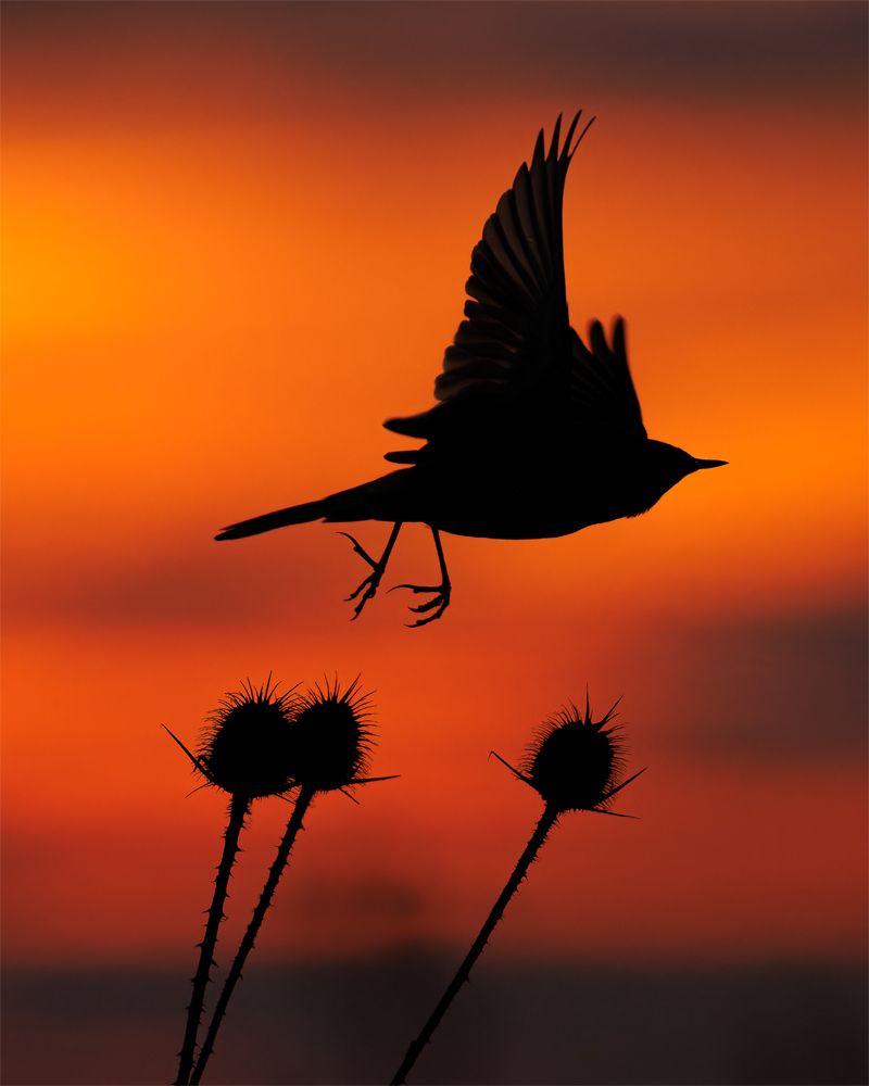 La 15 ani, Matei Mărăcineanu a câștigat premiul Young Travel Photographer of the Year. Fotografiie au fost făcute la vărsarea Dâmboviței în Lacul Morii 4 image00004
