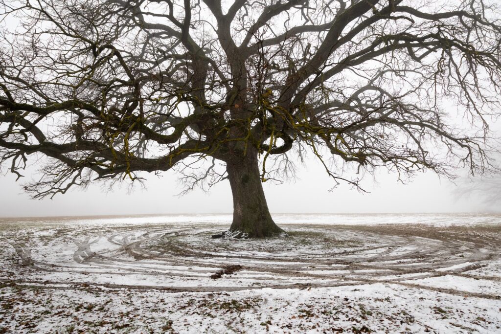 7 ani de Codrii Iașilor! Haideți să sărbătorim împreună! 1 615355543 1229009732662786 6951154642246472898 n