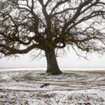 615355543 1229009732662786 6951154642246472898 n