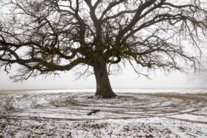 615355543 1229009732662786 6951154642246472898 n