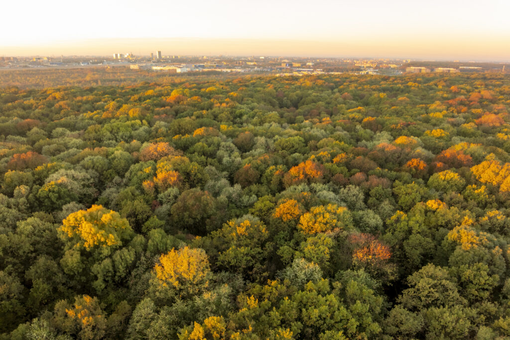 Daniel Mirlea Padurea Baneasa