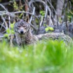 foto lup Dragos Cusnir