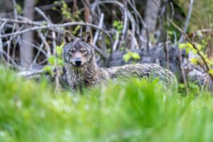 foto lup Dragos Cusnir