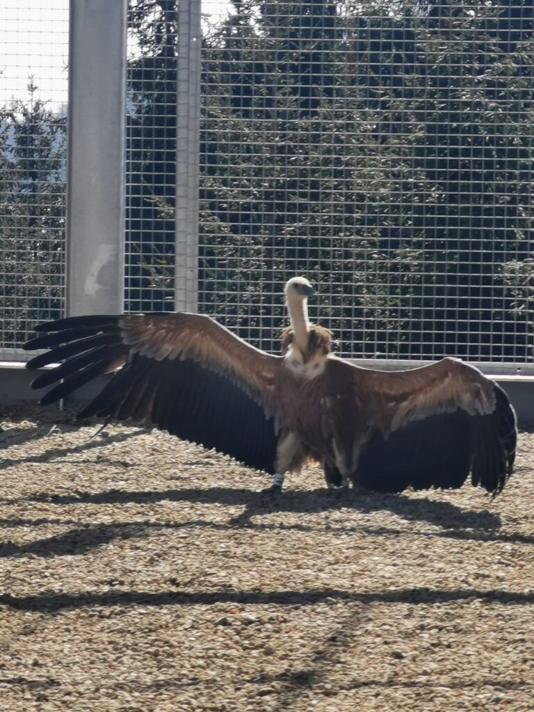 Vulturii suri revin în Munții Făgăraș 2 1420d580 8dd8 470c 8e2e 9cfe97f86130