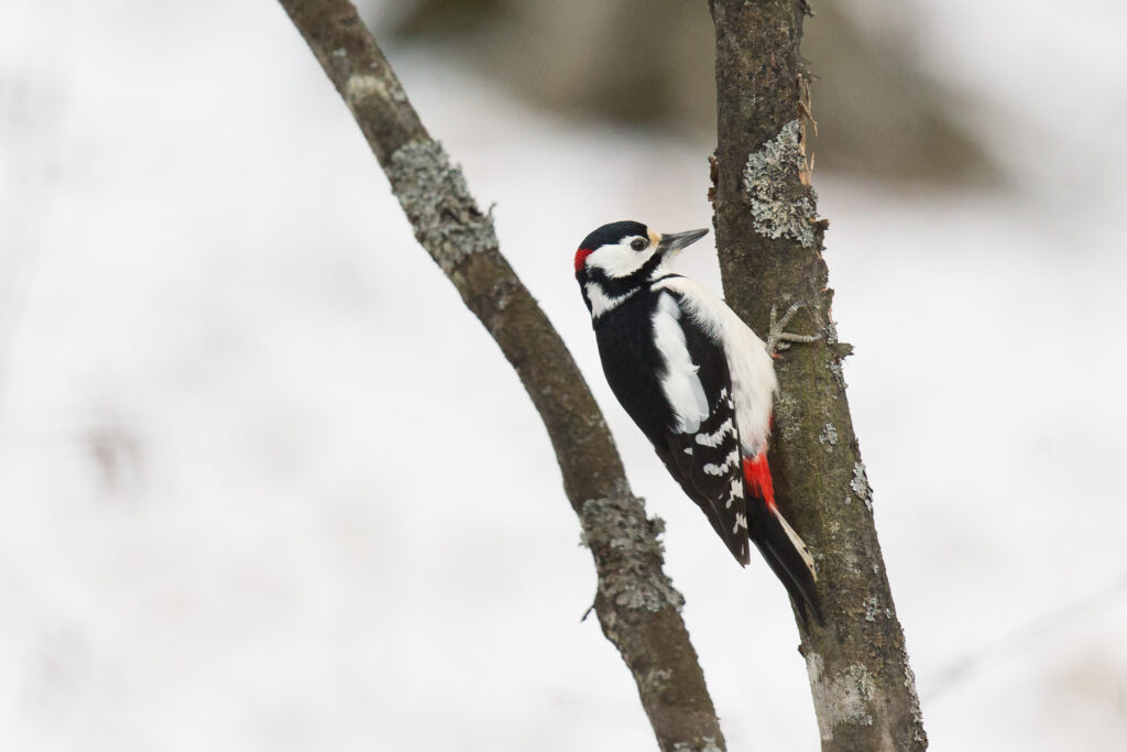 5D3L2231 Ciocanitoare pestrita mare