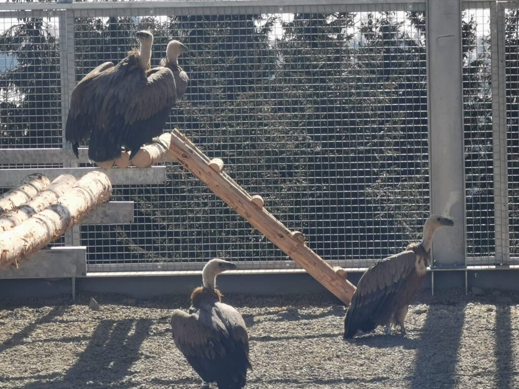 Vulturii suri revin în Munții Făgăraș 1 7d498160 bad3 46a4 9ca6 b105f2ca69c2