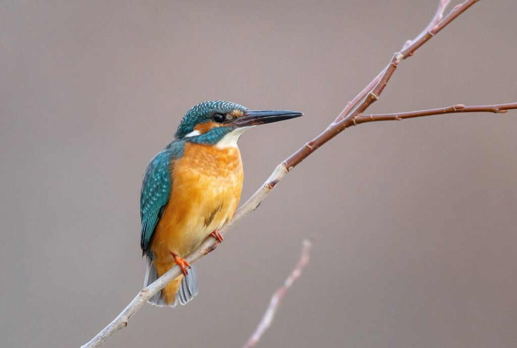 Pescărașii, rachetele albastre ale Cibinului 1 WhatsApp Image 2026 04 10 at 13.58.08