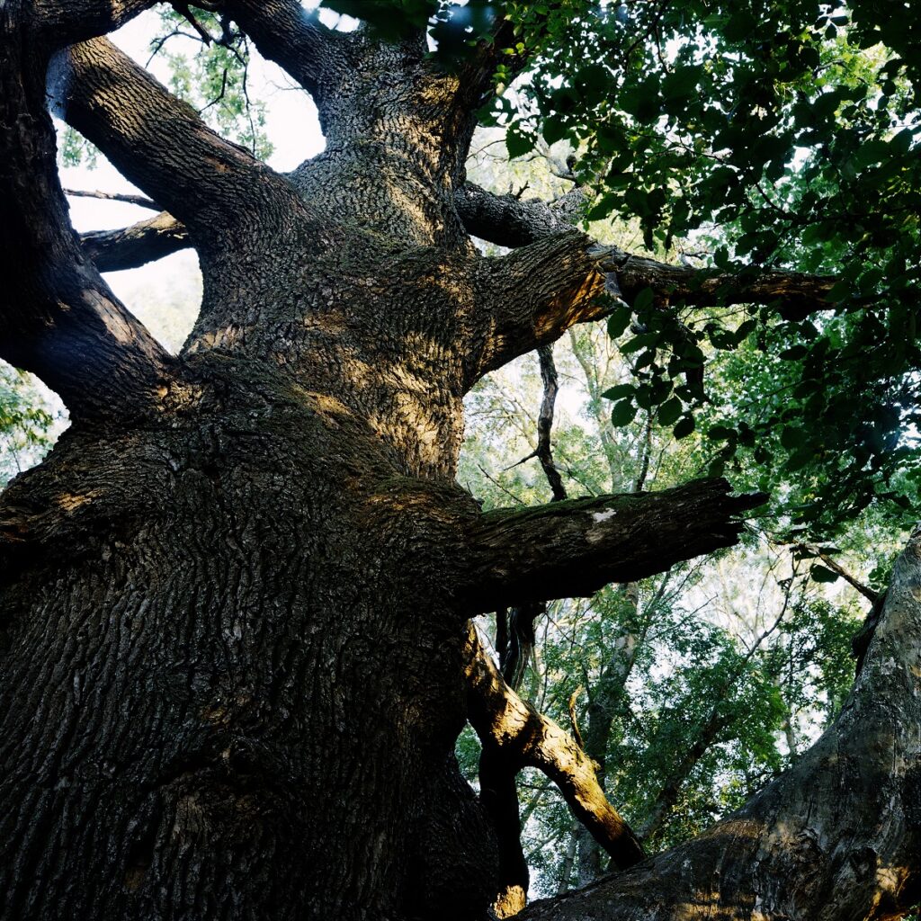 arbori remarcabili foto ion mates 11