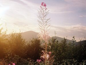 foto floareafeteipadurii