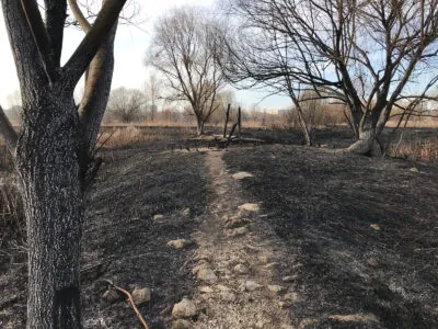 Incendiul din 8 februarie din Parcul Natural Văcărești
