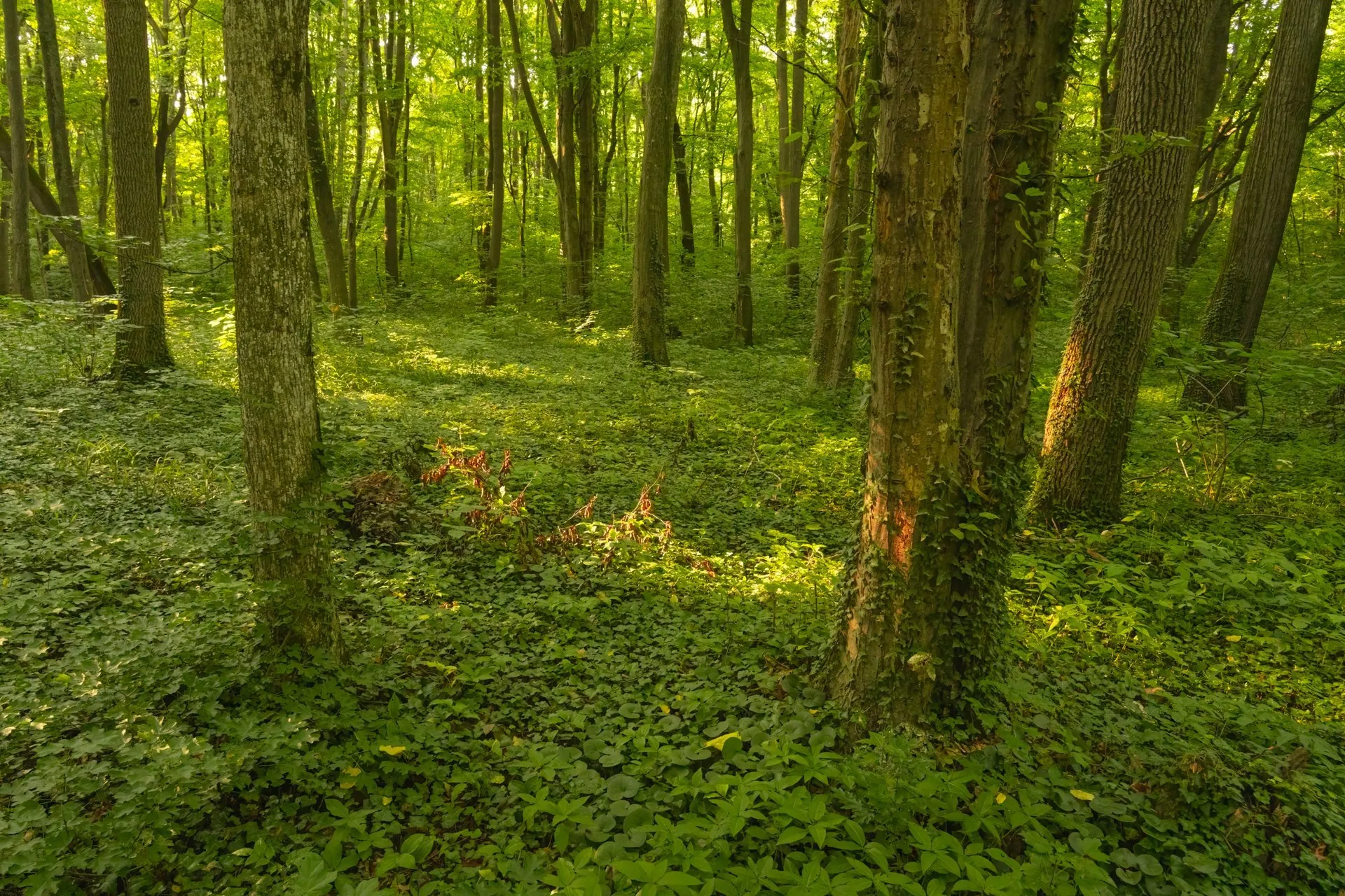 Natură luxuriantă în miez de pădure, o oază de calm și verdeață